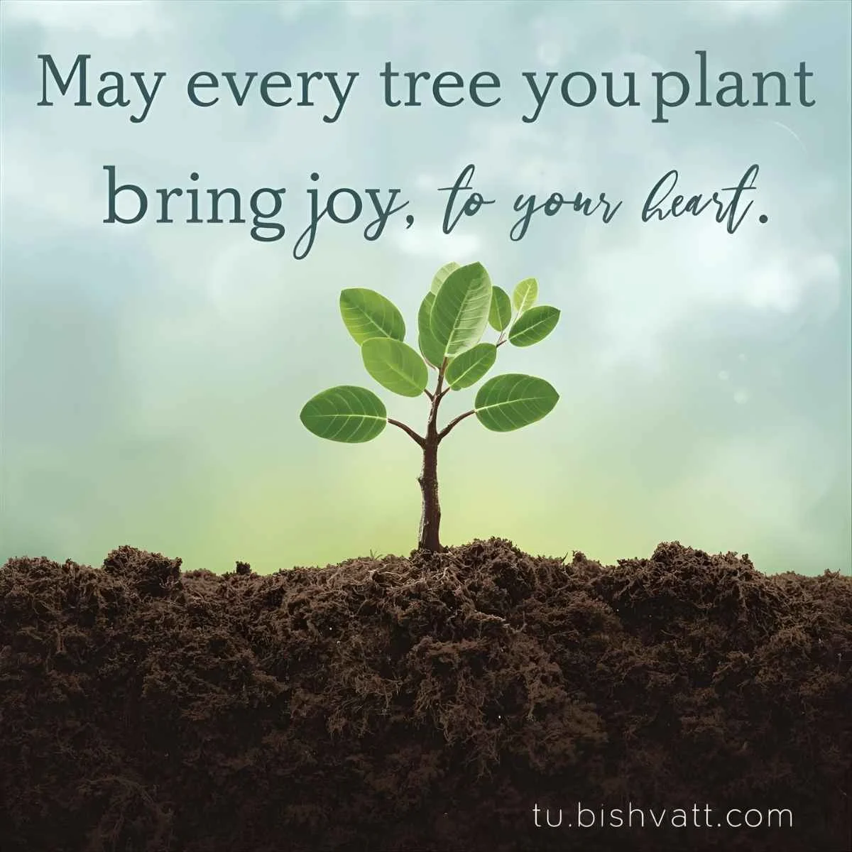 Tu Bishvat Wishes